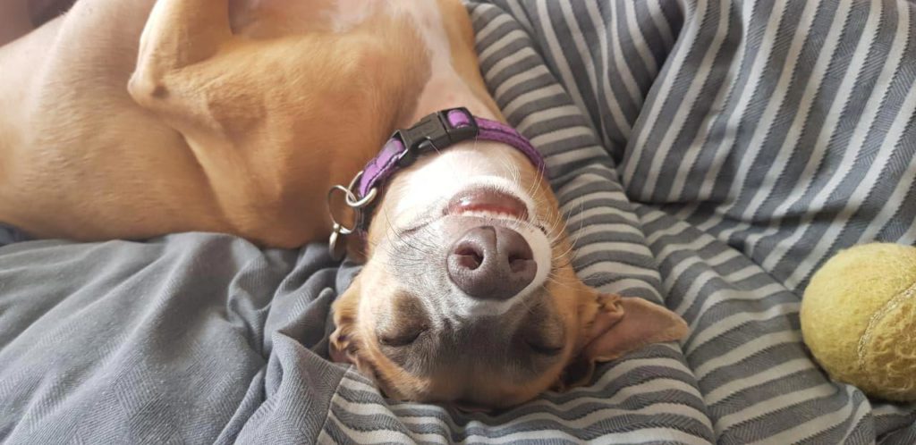 Happy dog