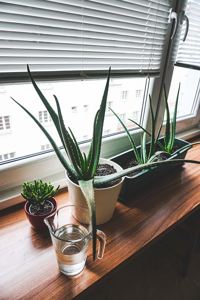 aloe vera plants in window sil for natural remedies