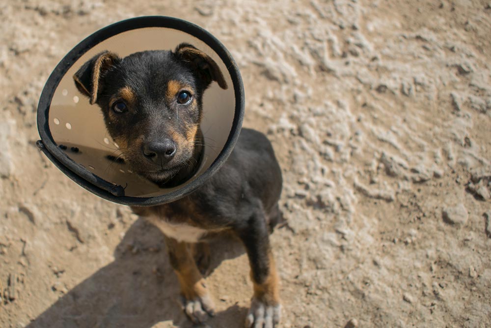dog with cone