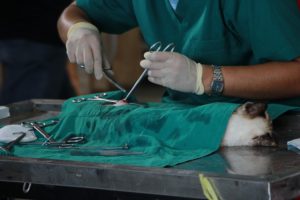 Vet operating on cat
