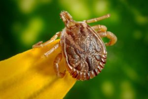 Tick