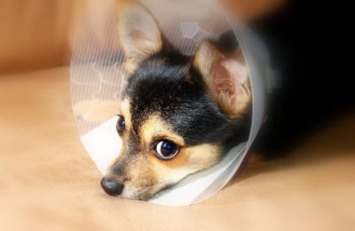Dog with lick shield