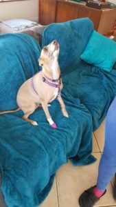 Dog on sofa