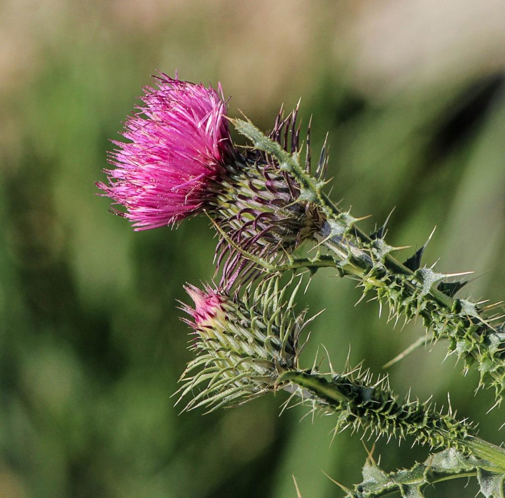Milk Thistle for natural remedies