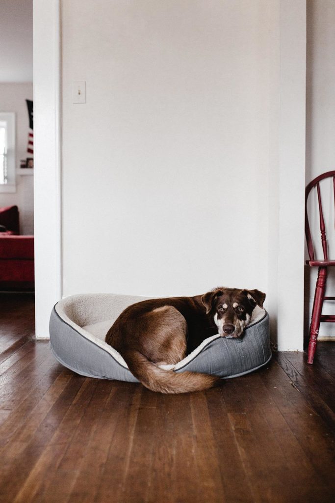 Dog in sleeping bed
