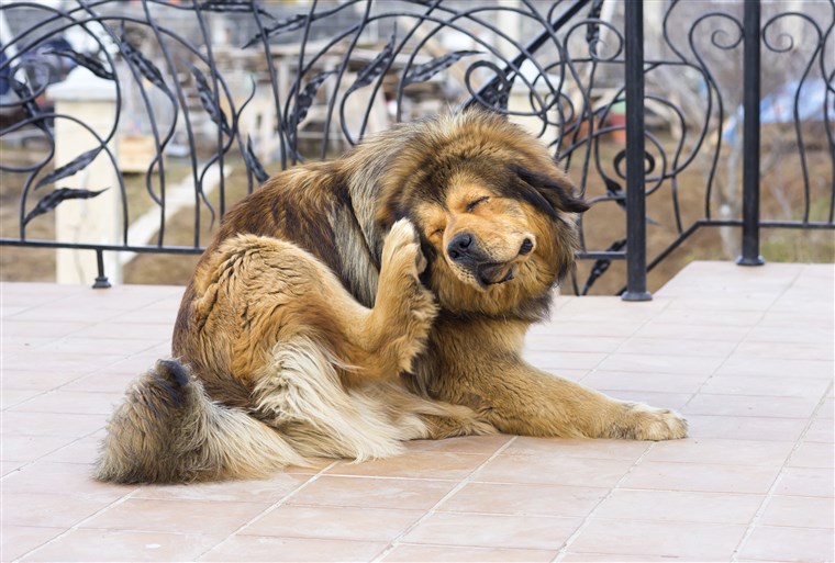 dog scratching