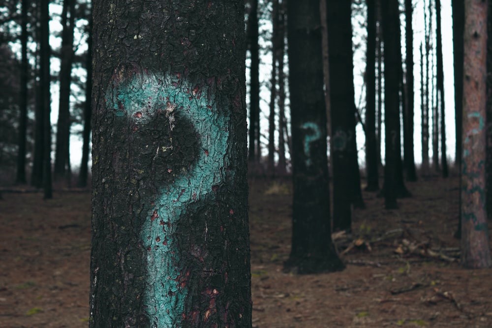 Question mark painted on tree