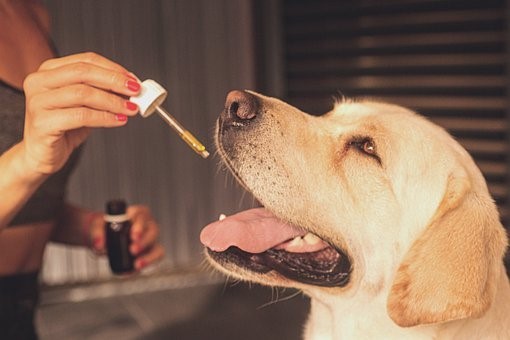 CBD oil uses for pets